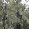 Lane Cove River bushland